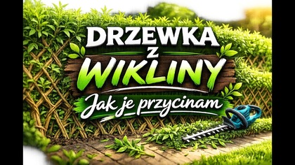 Jak przycinać drzewka z wikliny i żywy żywopłot 