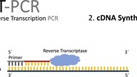 TESTY PCR | DZIAŁANIE I ZASTOSOWANIE
