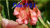 Odc-721. #Begonia #argenteo guttata,begonia #albopicta ,begonia #tamaya.  Jak podrosły ?,kwitnienie.