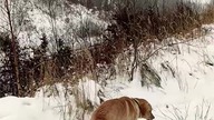 Śnieżny Pies Rubik i zima - mróz, śnieg, grad i inne opady w Koszalinie Biały Puch i zabawa labrador