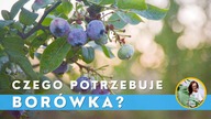 Borówka amerykańska- Jak posadzić, uprawiać, pielęgnować borówkę W DONICACH ?