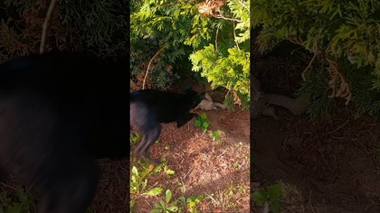 Policz wszystkie misie Neli! Chowany pod tują  #shorts