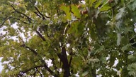 Rainy day at school 4k