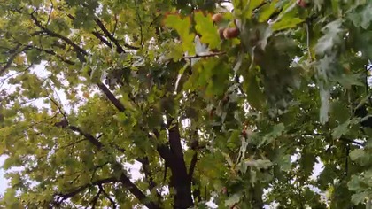 Rainy day at school 4k