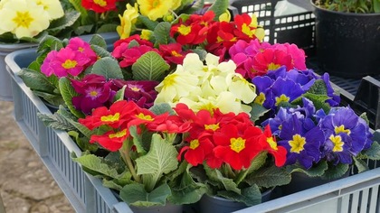 Wiosna na Małym Rynku  pierwsze sadzonki i kwiaty już dostępne