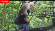 LiveLeak - Playful monkey turns nasty and bites tourist at popular resort