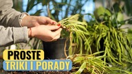 ZIELISTKA - jak uratować? Jak przesadzać, dbać, podlewać