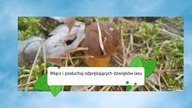 Włącz i posłuchaj odprężających dzwięków lasu