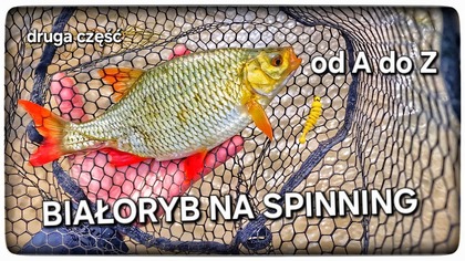 Siamanko
Dziś druga część poradnika i tym razem z  @Bratkobaits 
Zachęcam do aktywnego komentowania, dzielenia się wiedzą w komentarzach i niech film idzie w świat:)

Zapraszam na materiał 

Wsparcie kanału:
https://www.youtube.com/channel/UCxnl3R5Coc1qGVoAAYbPeCg/join


Jaskółki, tanty i inne gumy Dominika:
https://bratkobaits.com/

Mega główki trójkątne do jaskółek i nie tylko od Marcina:
https://www.facebook.com/Marcin.Kotowski.Fishing

Główki wolframowe pod białoryb I nie tylko od Kuby:
https://www.facebook.com/groups/558125049590761/?refshare

Mega agrafki i systemiki do jig-riga Bartka:
https://www.facebook.com/bartosz.frodyma

Stacjonarnie w Kielcach:
https://www.facebook.com/p/CarpVigopl-Kielce-61558354131632/?_rdr

Sklep Deeper:
https://www.deepersonar.com/


Grupa na facebooku:
https://www.facebook.com/groups/564406027482603/

Instagram:
ckfishingteam
TikTok:
https://www.tiktok.com/@ck_fishing_team_yt

Współpraca 
wspólne wędkowanie 
pytania 
chcesz pochwalić się zdobyczą 
     pisz śmiało 

ck.fishing.team@gmail.com

#poradnik  #spinning #białoryb
