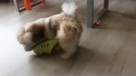 Cute Puppy Video - Always Play and Fun