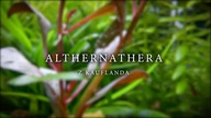 Alternanthera z Kauflanda
