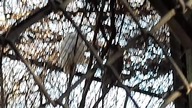 Puszczyki uralskie (Strix uralensis) #zoowarszawa 