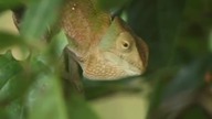 Kameleon