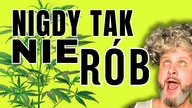 10 TYGODNI WEGETACJI | Domowa, Legalna uprawa  | S02 O05 Growvlog