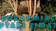 Dokarmianie ptaków zimą.  Czy to dobry pomysł?