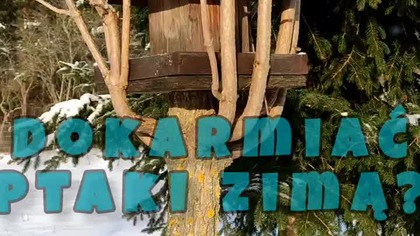 Dokarmianie ptaków zimą.  Czy to dobry pomysł?