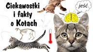 Ciekawostki i Fakty o Kotach