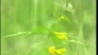 Casablanka - La, la, laj...  (Polsat)