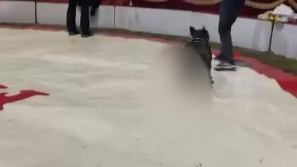 Secik przed seansem.