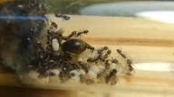 Lasius niger  Nowy projekt Mszyca