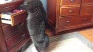 Cat Goes Through Drawer For Snack - America's Funniest Home