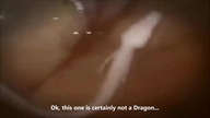 Analysing viral real Dragon videos and my oppinion about them