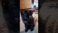 NOWY KOTEŁEK!! SO C000T!!! (Opiss)