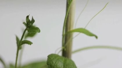 Attack of the Parasitic Plant! (Cuscuta)