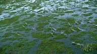 0969 S01E01 Kongo Rzeka potwor&oacute;w [720p.  WEB-DL.  H264.  EAC3.  5.  1-NitroTeam] [Napisy ENG-
