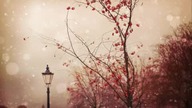 The Cinematic Orchestra Arrival of the Birds Transformation