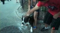 Pitbull bez kagańca
