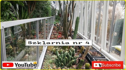 353-UW- Cz. 7- Kaktusy, sukulenty.  Szklarnie Ogrodu.  Ogród Botaniczny Uniwersytetu Warszawskiego