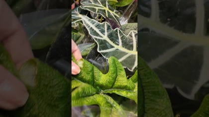 NAJNOWSZA DOSTAWA ROŚLIN W BIEDRONCE! #roślinydomowe #biedronka #alocasia