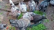 Kurczaki - jedzą i rosną