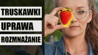 Wszystko, co musisz wiedzieć, o uprawie TRUSKAWEK w ogrodzie