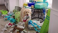 Dog. Days. 2018