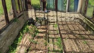 #323 Jak posiać fasolę? Intuicyjnie i eksperymentalne doświadczenia w szklarni!