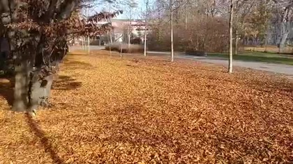 Psycho Jesień  Złota