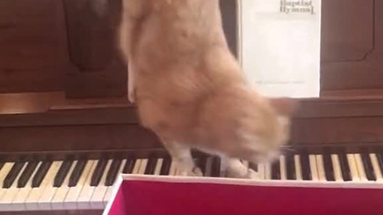 Kot panikuje, próbując zejść z pianina