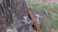 Drunk Squirrel Fail