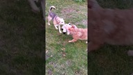 Radości nigdy za wiele!  #shorts #pies #psy #funny #funnydogs #dog