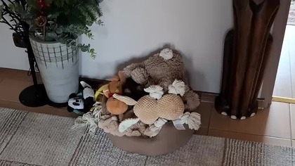 Tolek na bazie #chihuahua