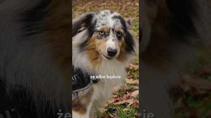 JAK DOBRAĆ KARMĘ DO WIEKU PSA? BEHAWIORYSTA TŁUMACZY WSZYSTKO PROSTO I KONKRETNIE!