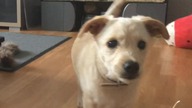 Szczęścia nie wykopiesz. Adoptuj PSA :)