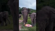 Natures great masterpiece, an elephant; the only harmless great thing.  