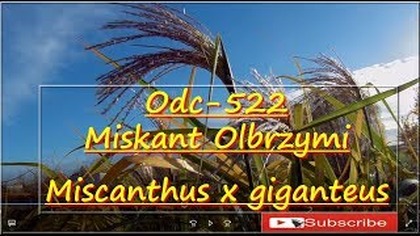 Odc-522-Kwitnący miskant olbrzymi- Miscanthus x giganteus.  Ogólne porady. (Dron)