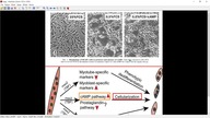 Śmietanka vs Oliwa a energia w Mitochondriach #prawda #biochemia #fizjologia
