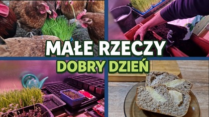 Wiejski poranek: kury, rozsady i domowe jedzenie.