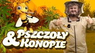 JAK POWSTAJE MIÓD Z KONOPI? | Rollmops & Pszczoły