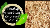 Trociny w borówce.  Co z nimi nie tak?